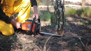 How Our Tree Care Process Works  in  Sullivan, IL