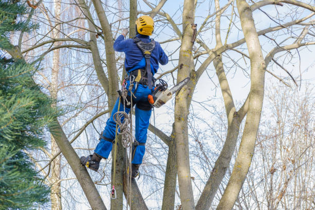 Best Utility Line Clearance  in Sullivan, IL