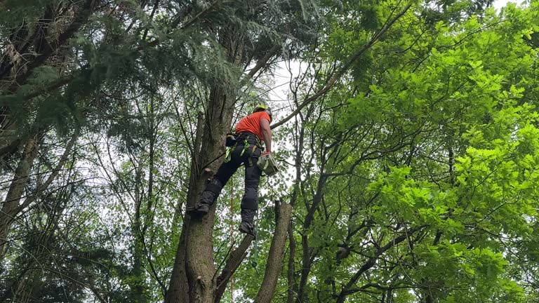 Best Commercial Tree Services  in Sullivan, IL