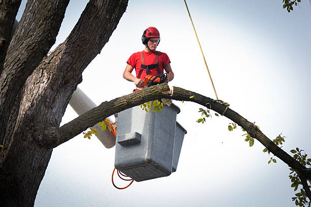 Best Palm Tree Trimming  in Sullivan, IL