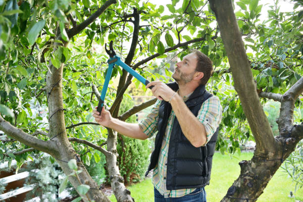 Best Fruit Tree Pruning  in Sullivan, IL